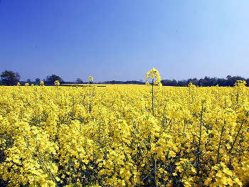 Foto di un campo di fiori di colza dalla quale si ottiene olio vegetale per la cogenerazione